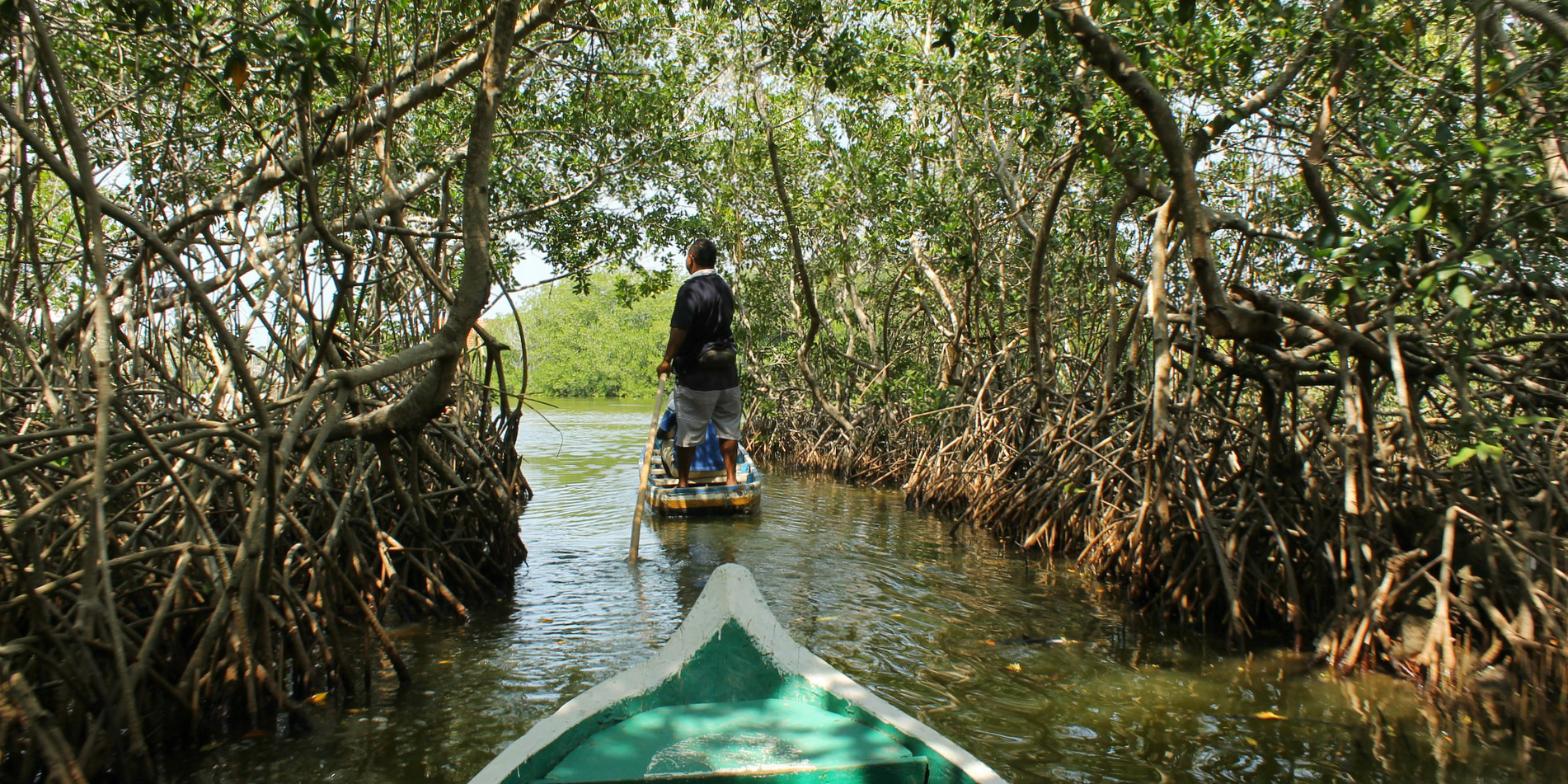 mangrove forests