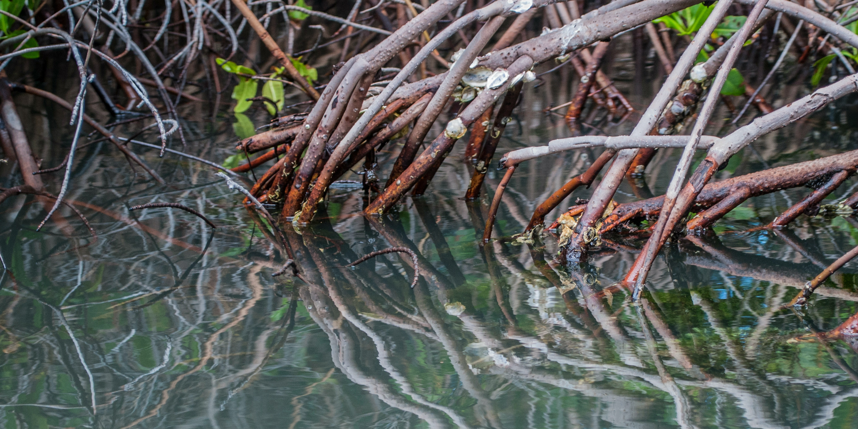 mangrove roots