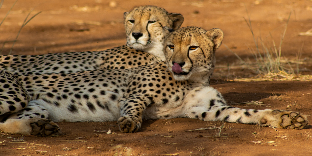 The cheetah population is very important to wildlife.