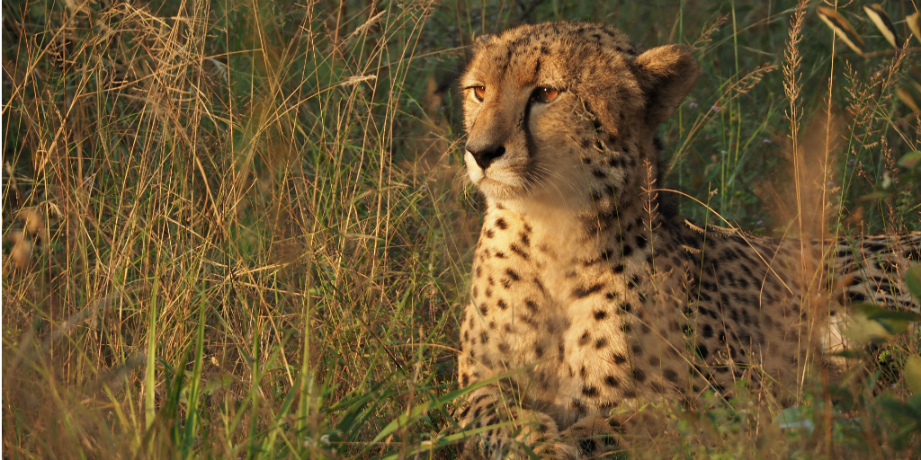 The cheetah can be found laying in tall grass.