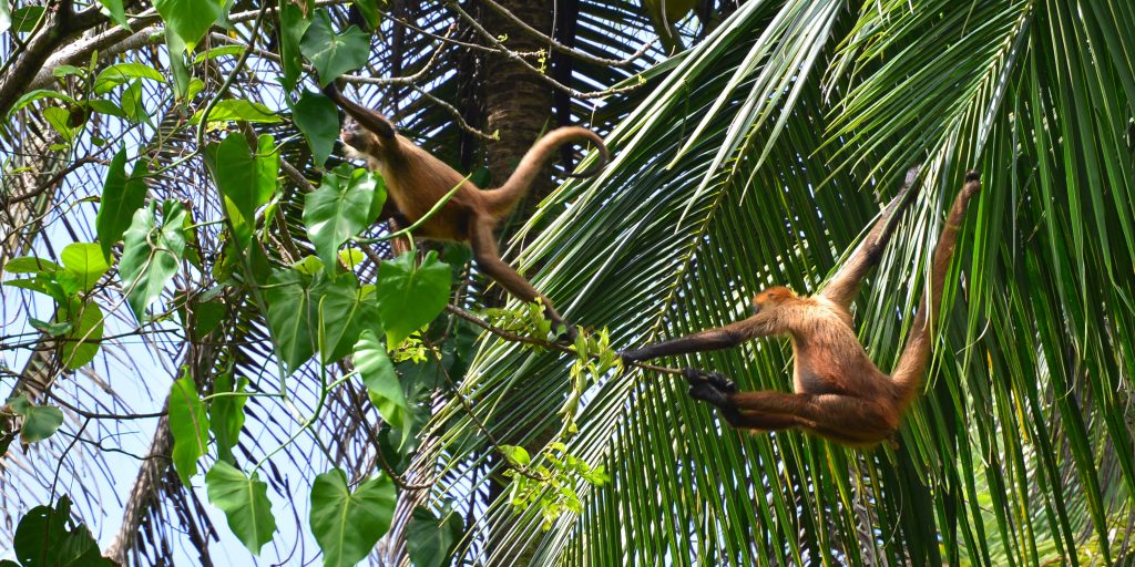 Life on land: why safeguarding the environment is so important | GVI | GVI