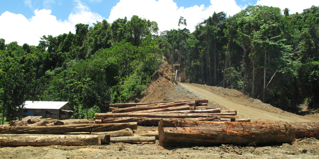 effects of deforestation