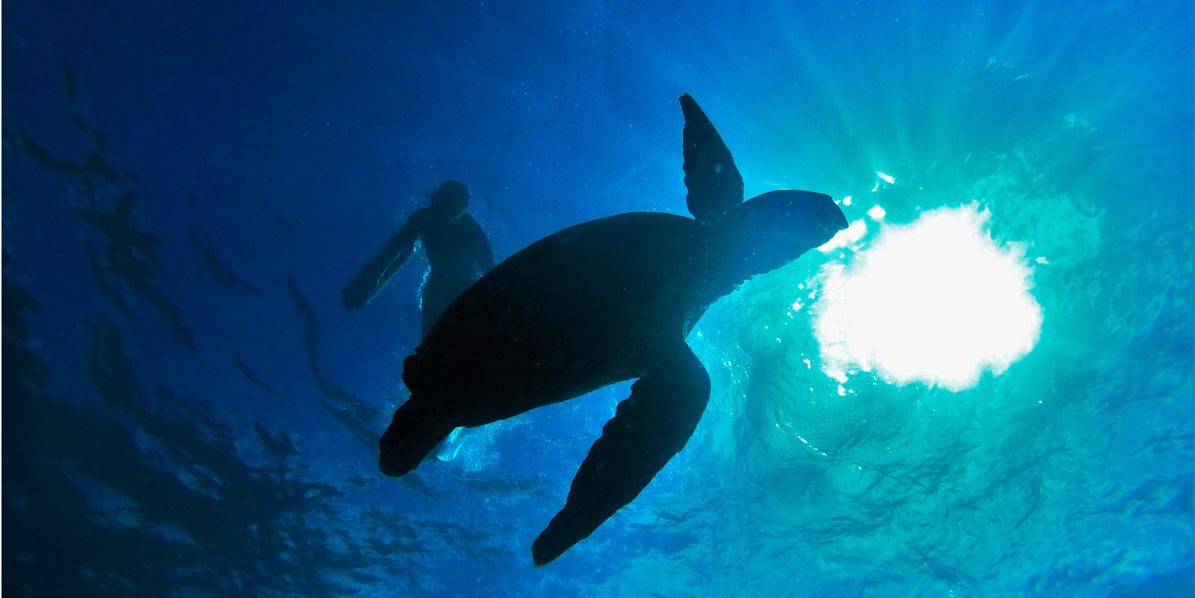 sea turtles endangered