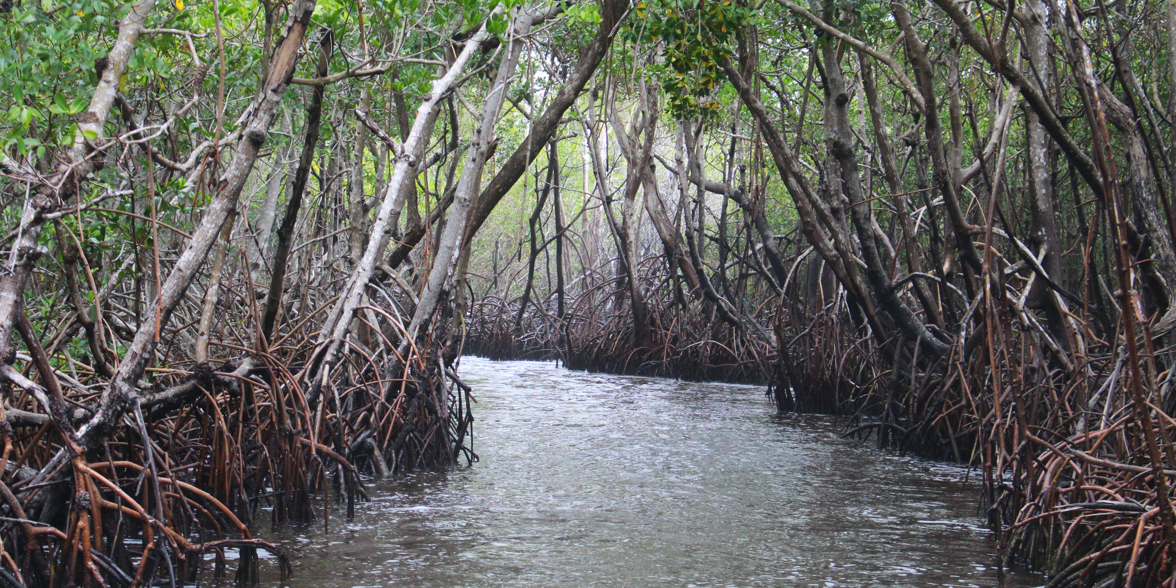 mangrove ecosystem