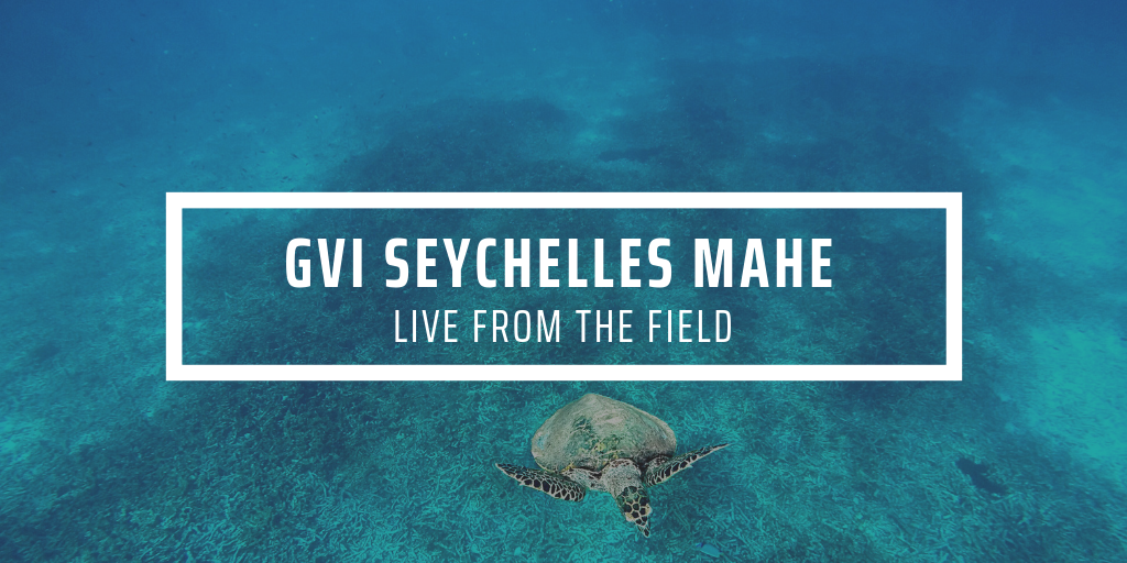 gvi seychelles mahe