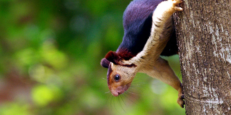 Encounter the exotic fauna of Kerala, India | GVI