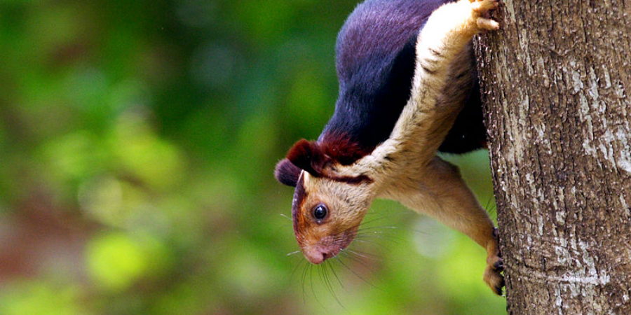 Encounter the exotic fauna of Kerala, India | GVI Encounter the exotic fauna of Kerala, India | GVI