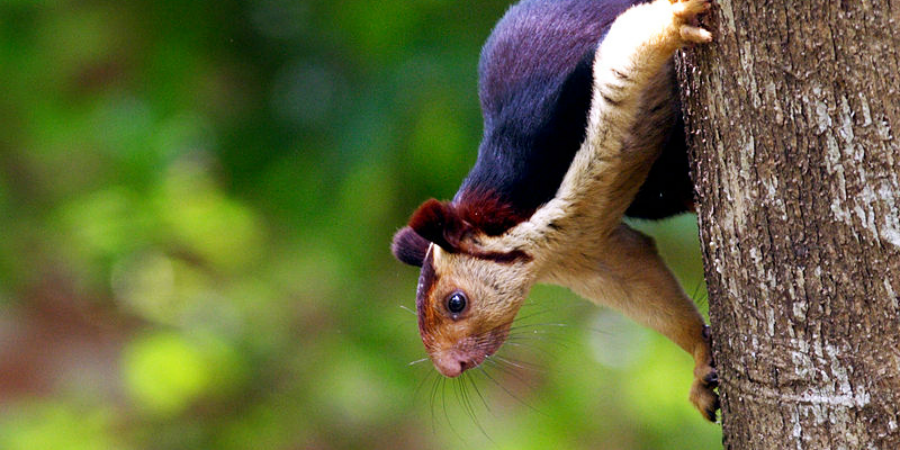 wildlife in india