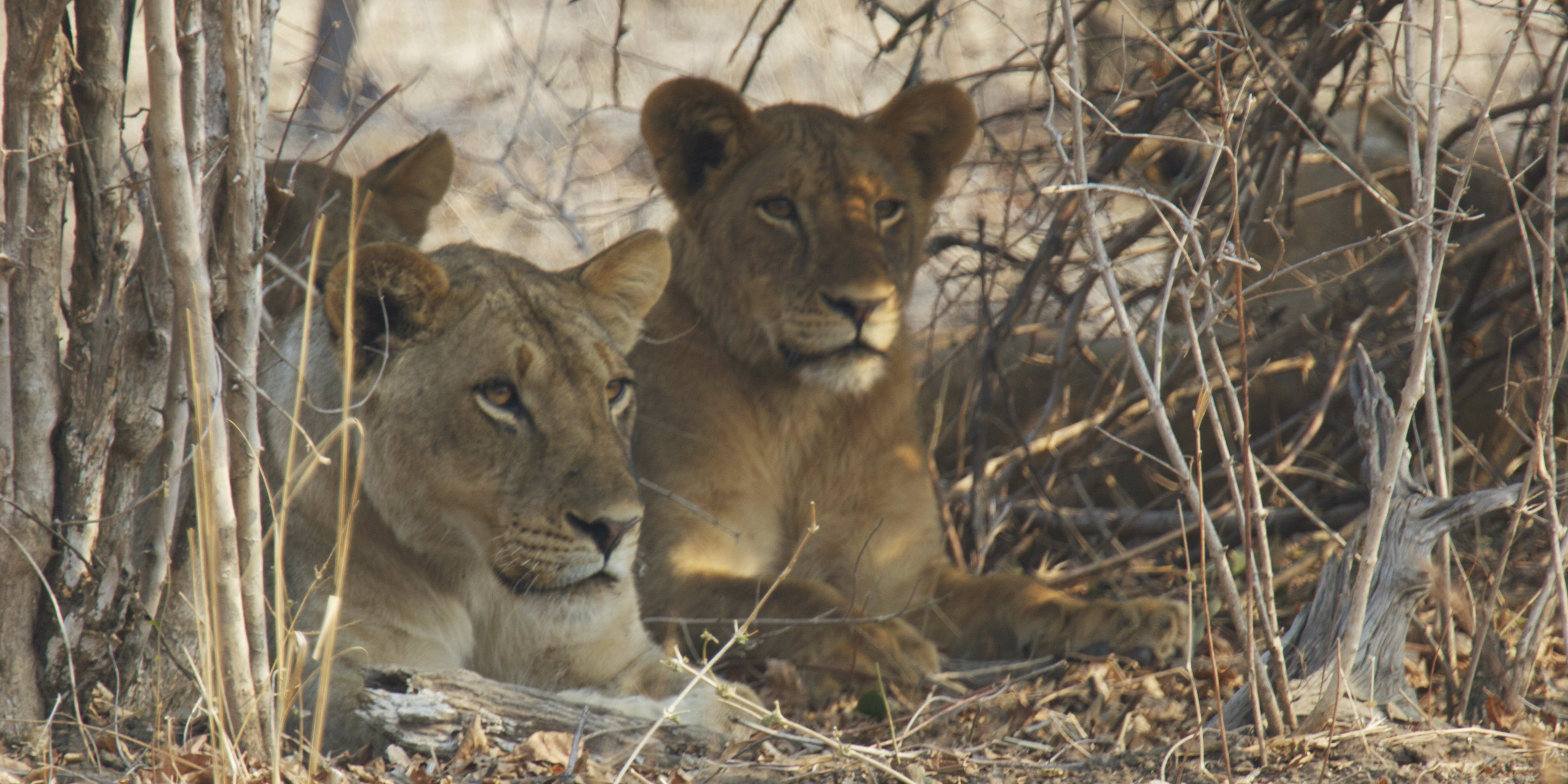 zambia travel