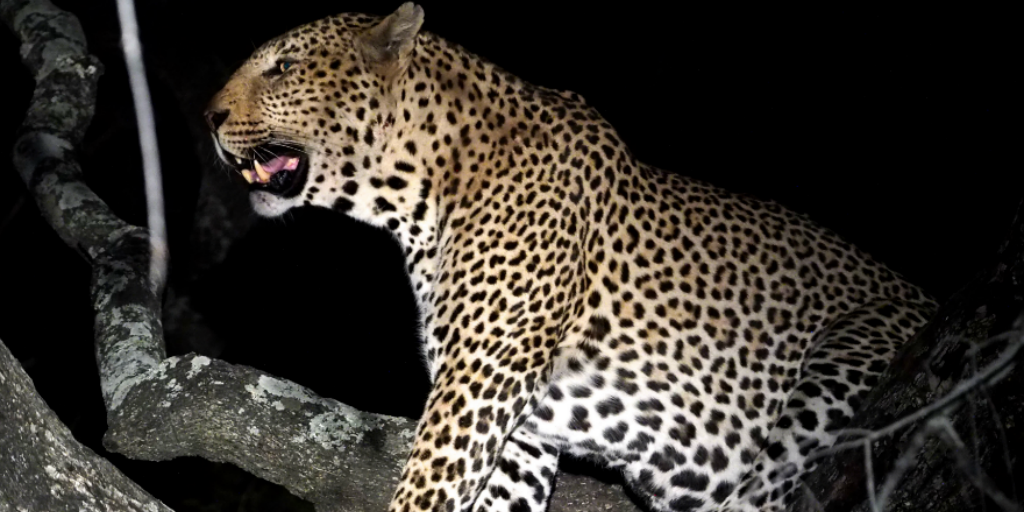 wildlife conservation leopard in the dark