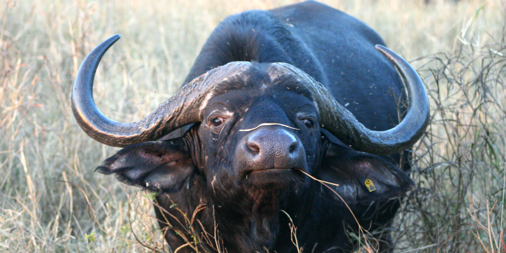 buffalo wildlife conservation