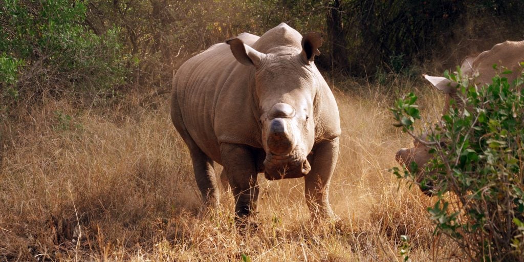 Rhino populations are decreasing and volunteer work is needed to help conserve the remaining rhinos.