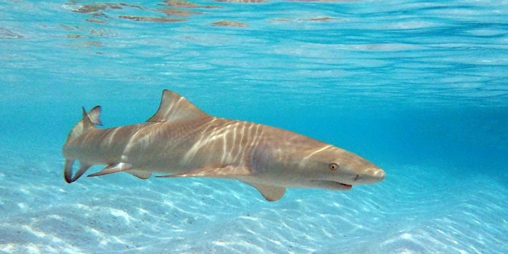 sicklefin lemon shark