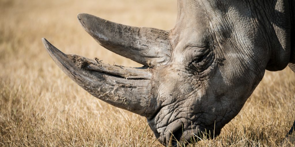 Rhino's can be protected if you join a wildlife conservation program.