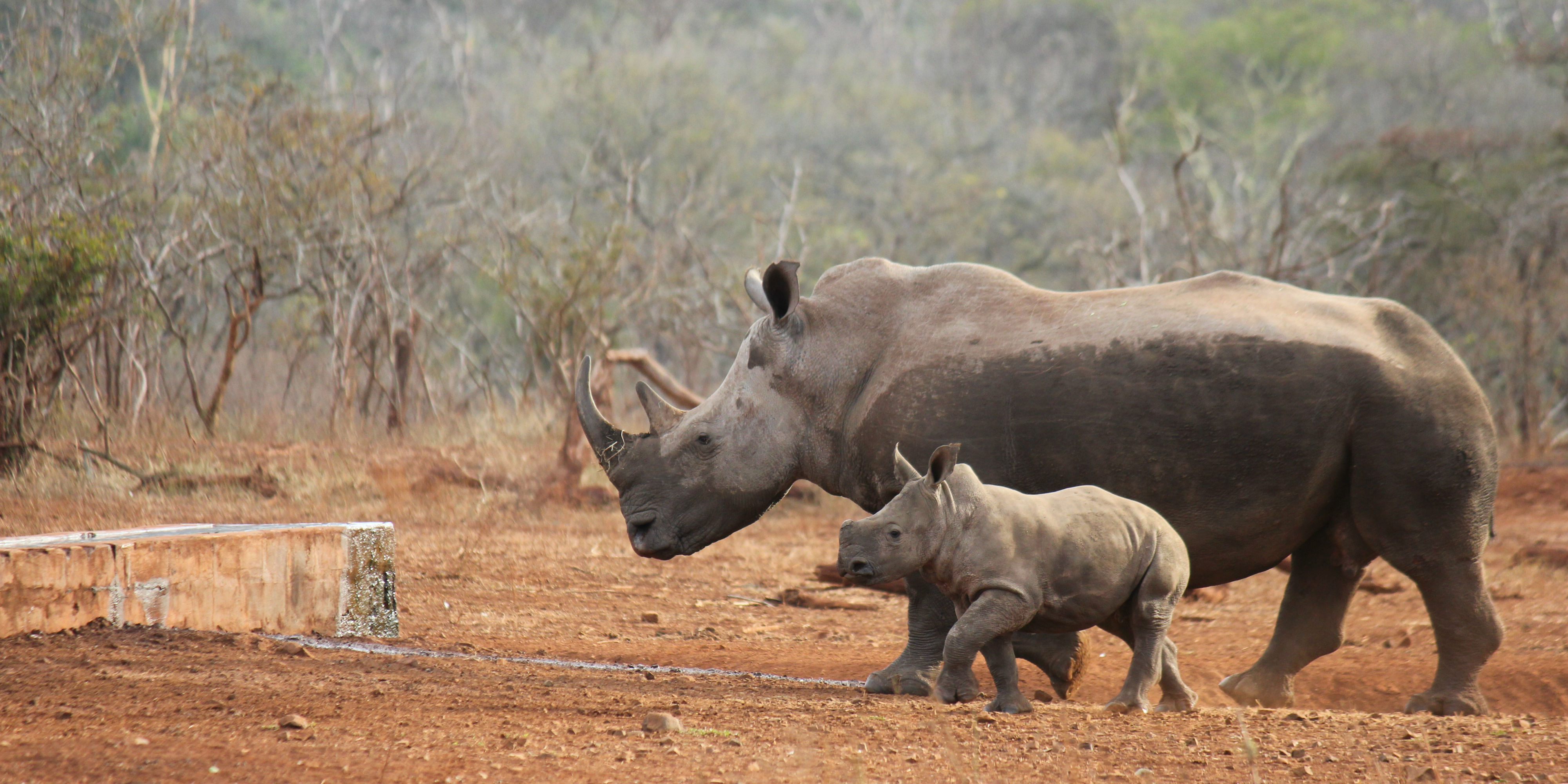 Join a volunteer program towards rhino conservation efforts.