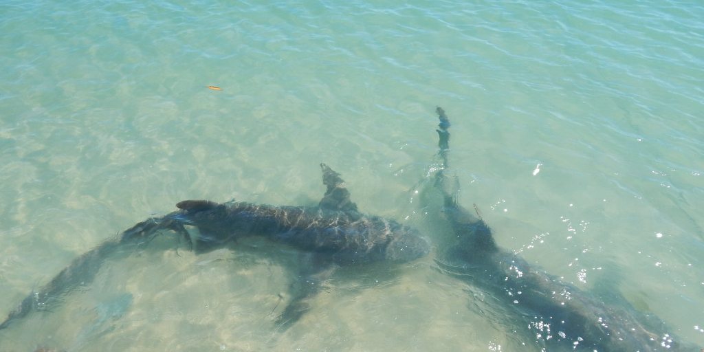 volunteer in Seychelles with sicklefin lemon sharks during your gap year abroad