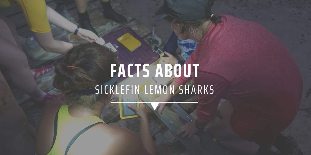 shark facts