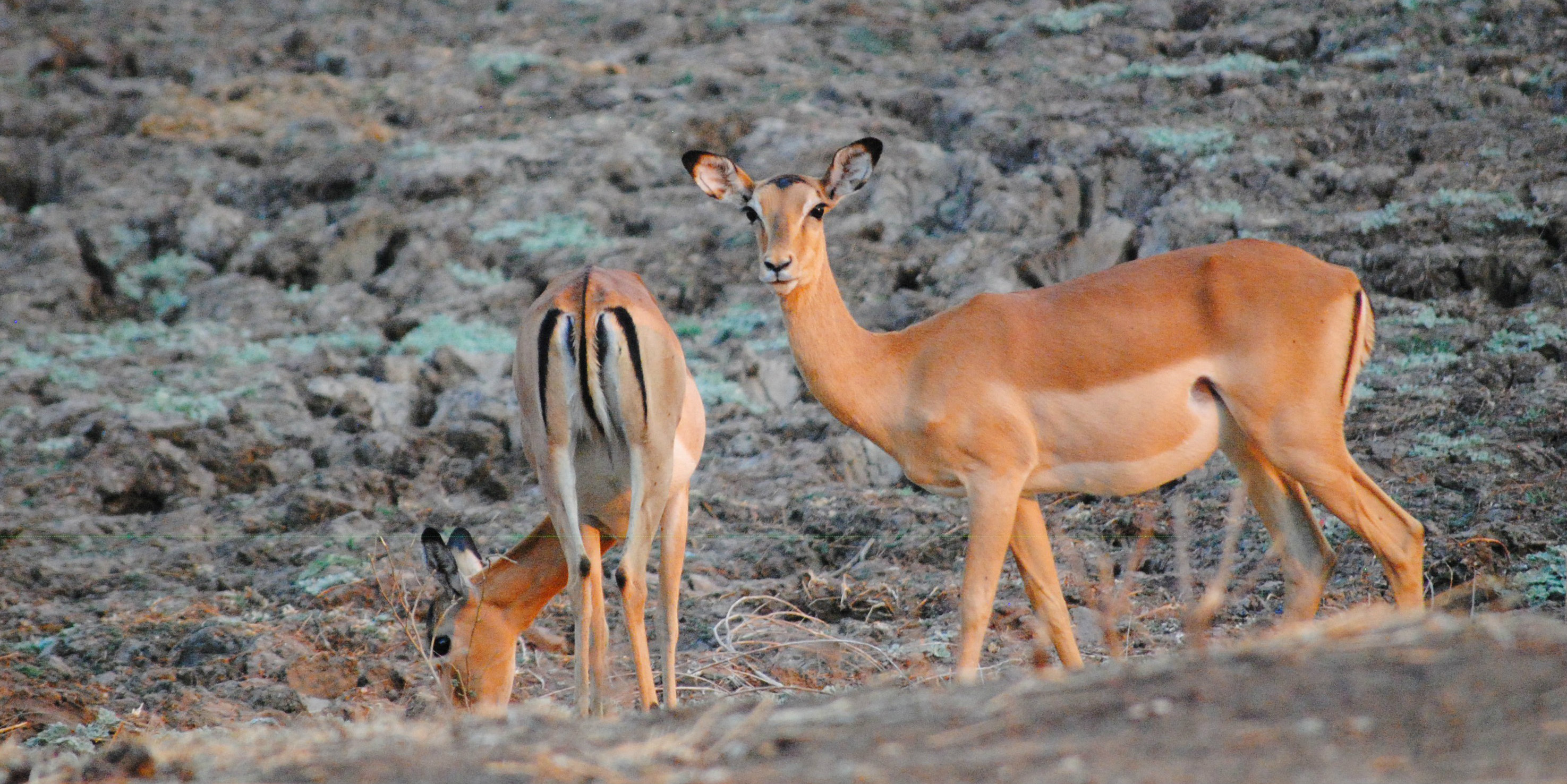 zambia safari