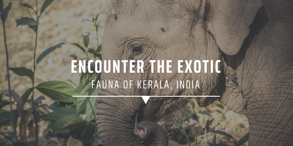 wildlife of India