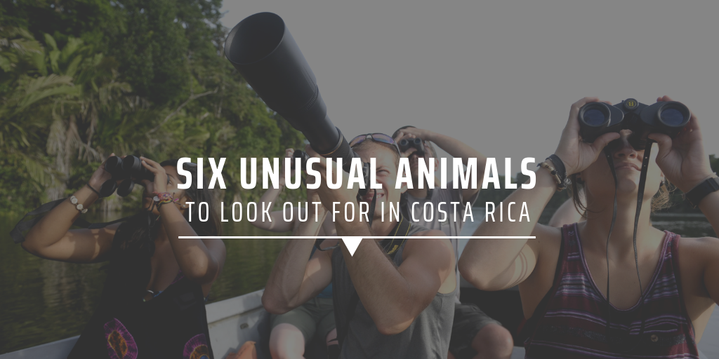 Six unusual animals to look out for in Costa Rica