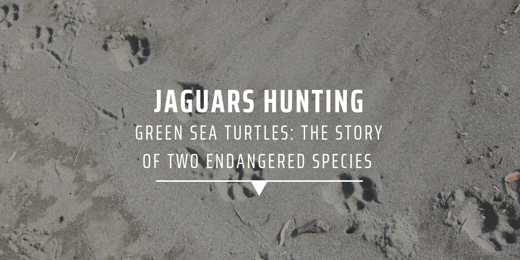 wildlife conservation research