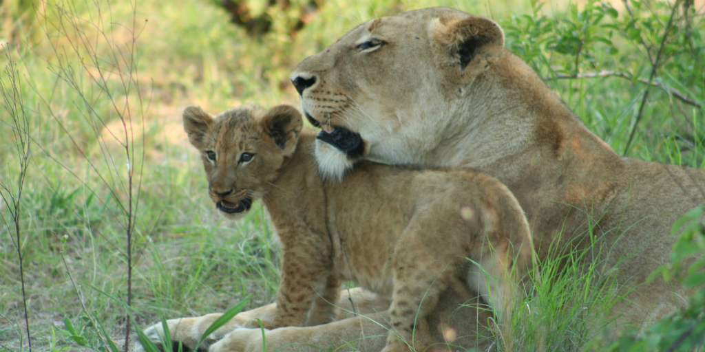lion and cub big five