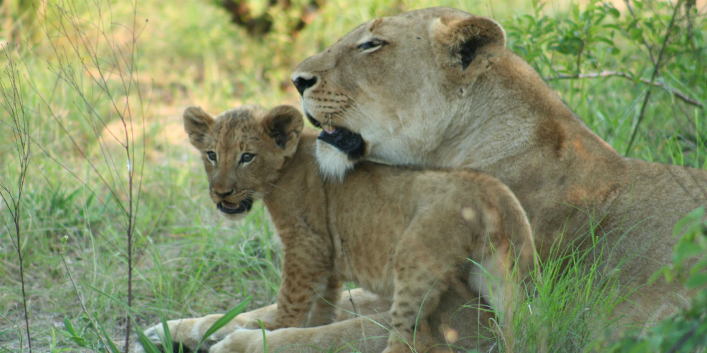 5 Best Wildlife Projects - Goodnet