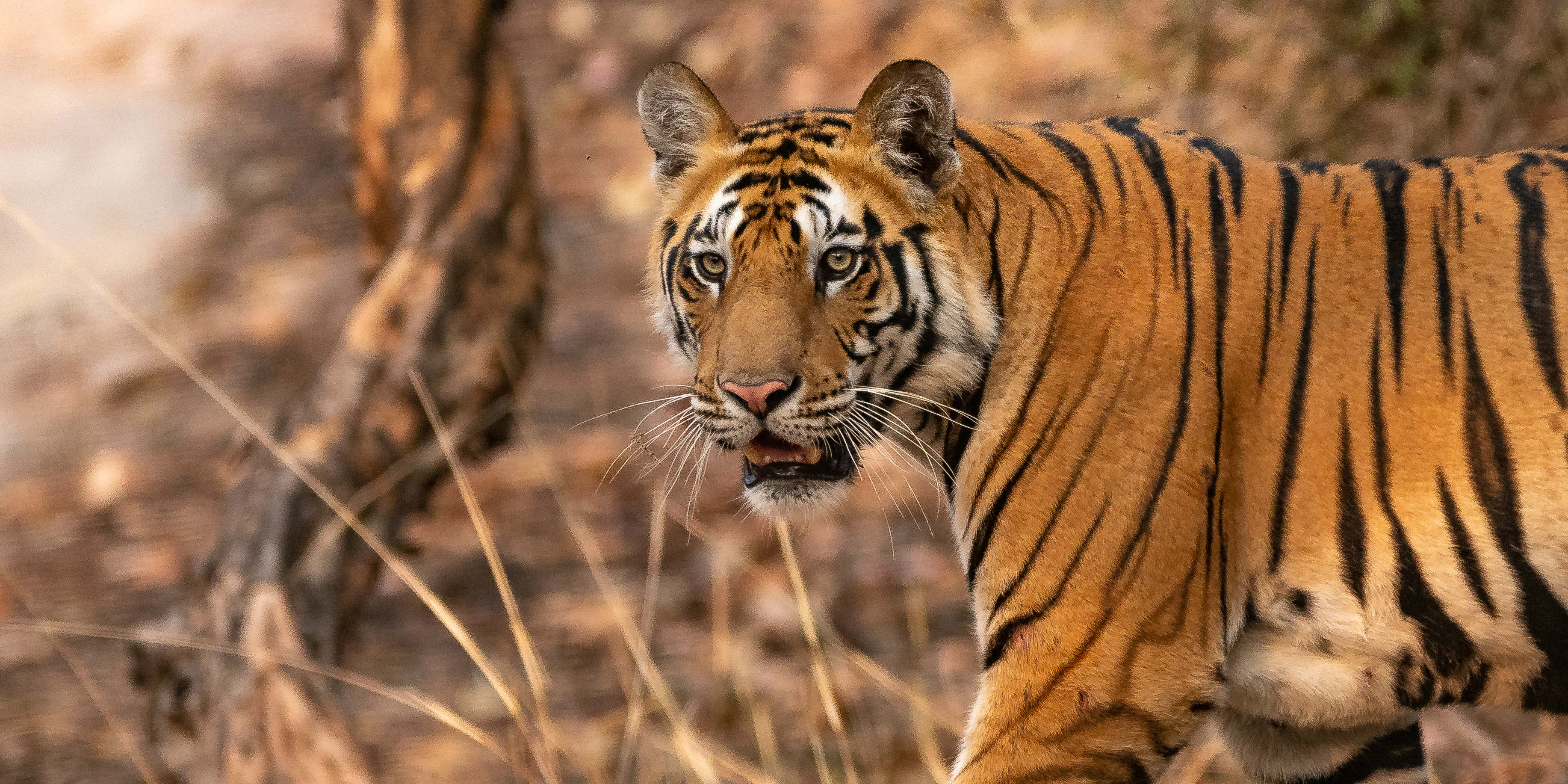 Encounter the exotic fauna of Kerala, India | GVI Encounter the exotic fauna of Kerala, India | GVI
