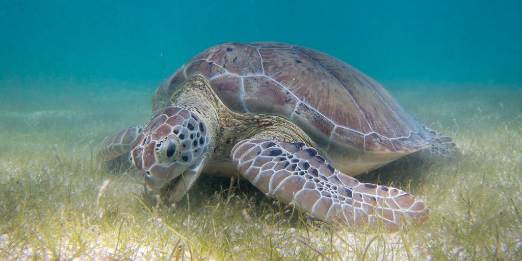 The importance of seagrass