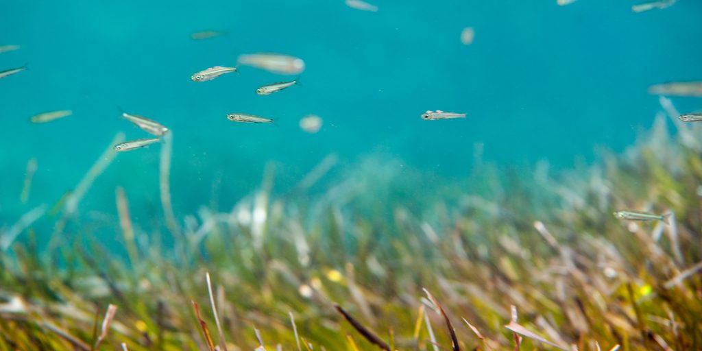 From quiet meadows to open ocean: why seagrass meadows are important for  fisheries