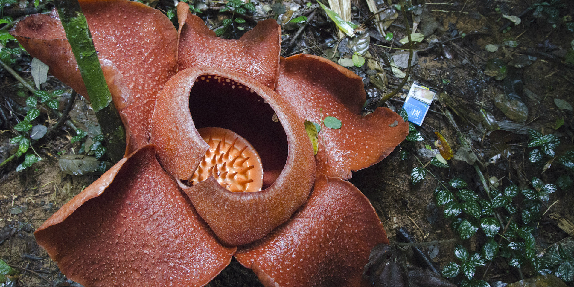 Rafflesia kerrii