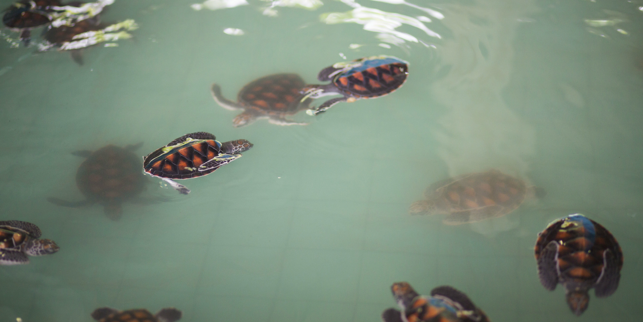 turtle hatchlings