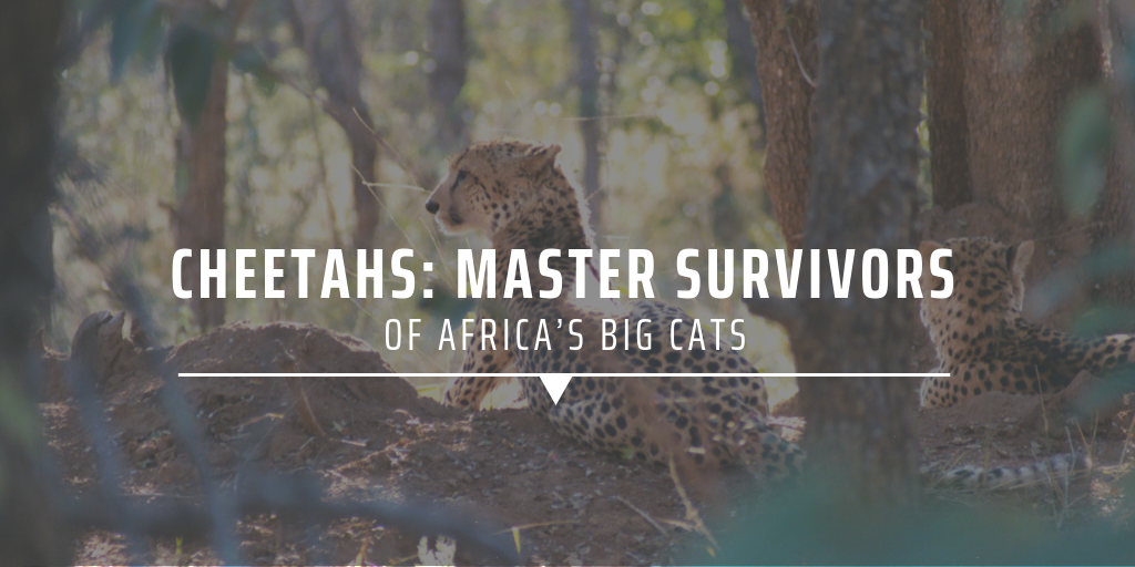 big cat conservation in Africa
