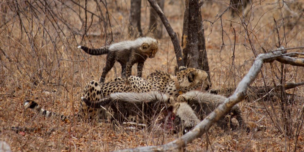 why are cheetahs endangered