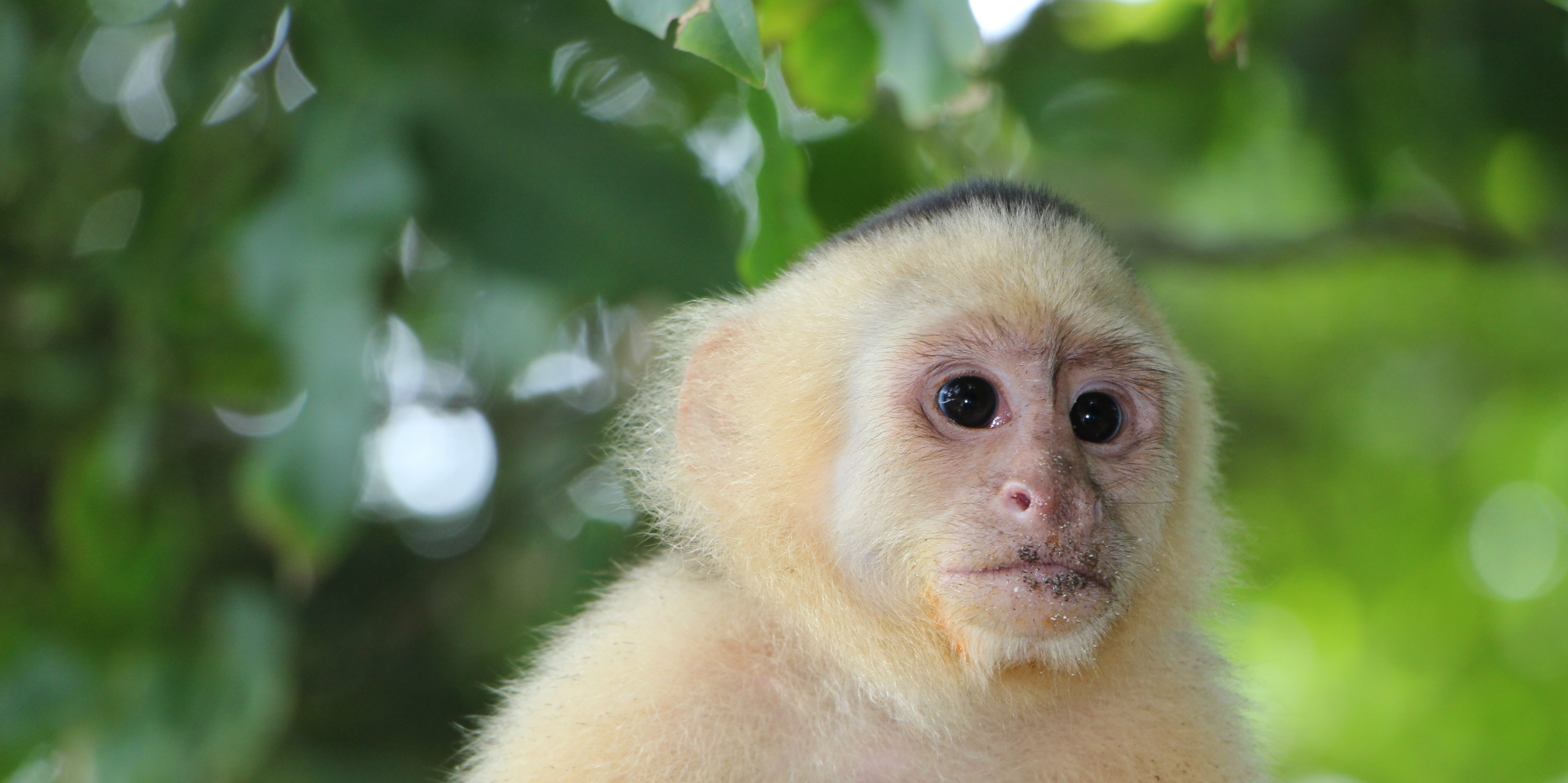 Manuel Antonio National Park