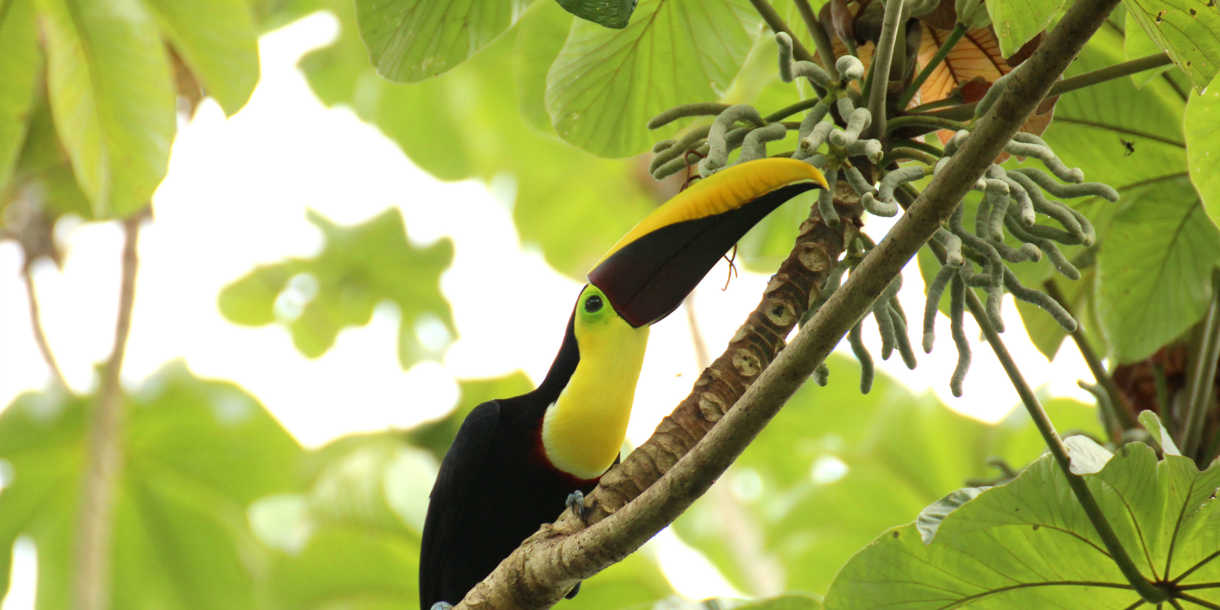 Manuel Antonio National Park