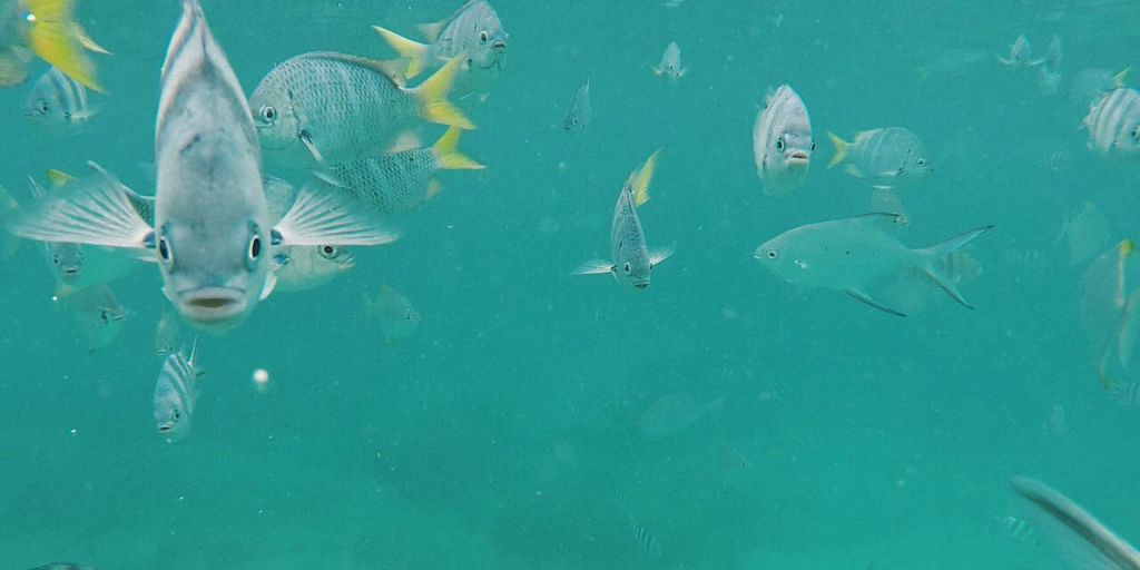 Seagrass meadows. 