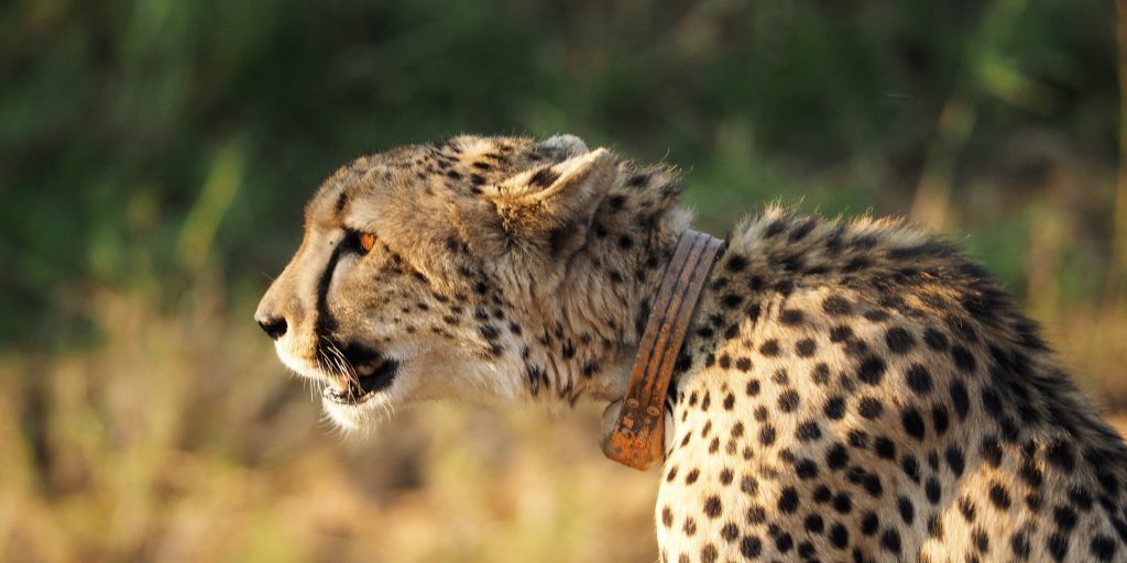 cheetah conservation