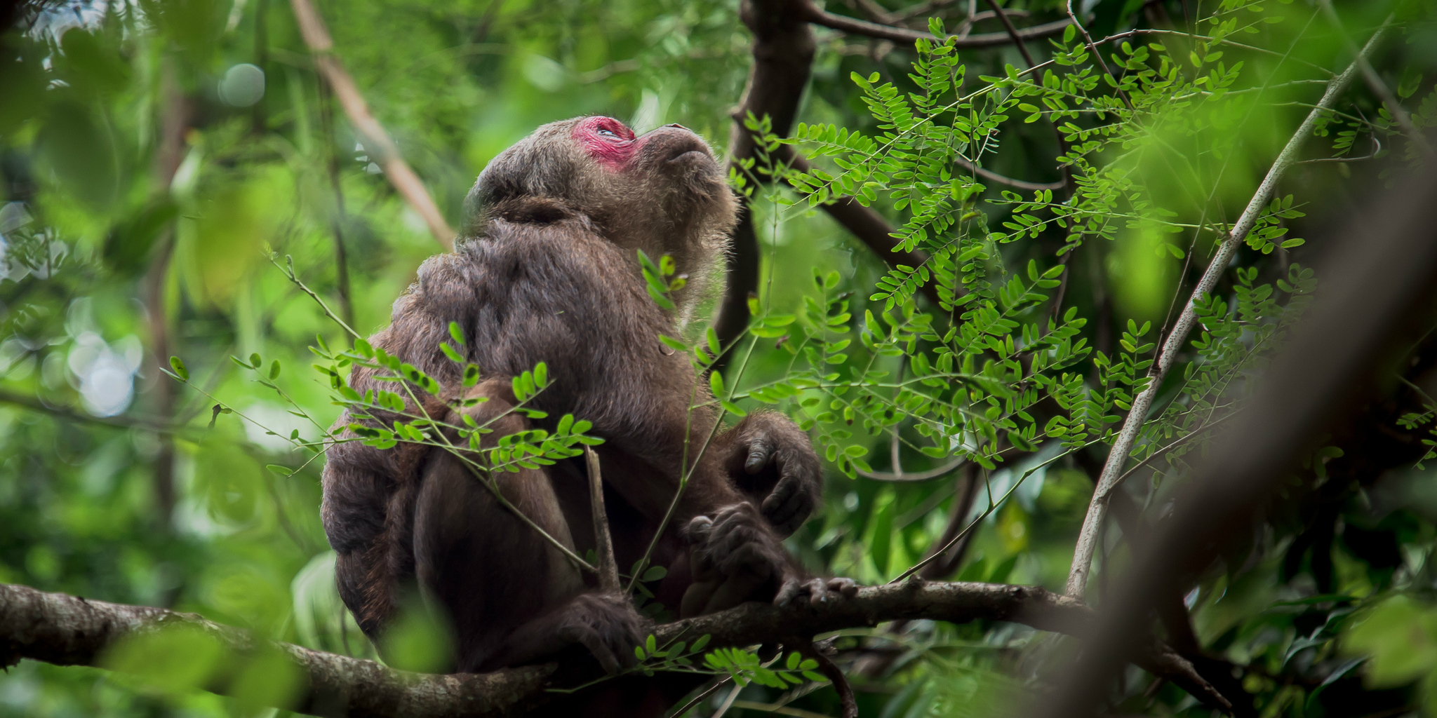 visiting Khao Sok National Park