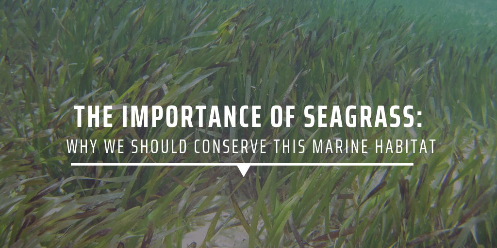 The importance of seagrass