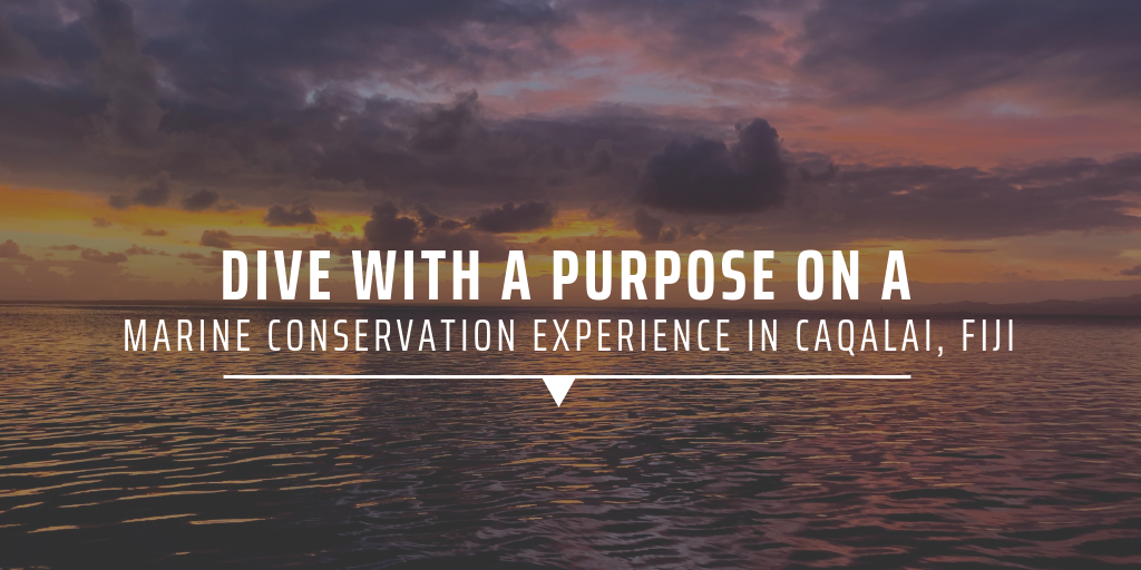 marine conservation volunteer abroad