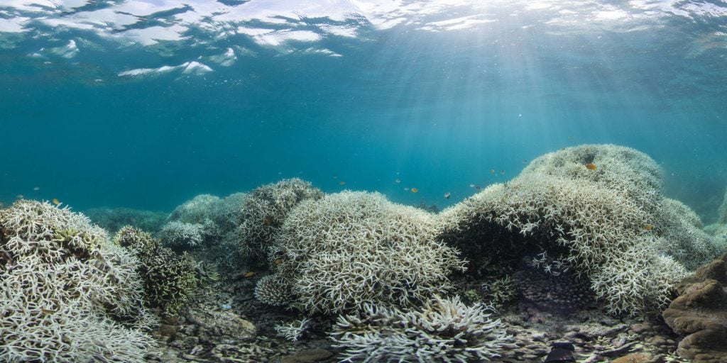 Coral reefs have become on of the most threatened ecosystems in the world. 