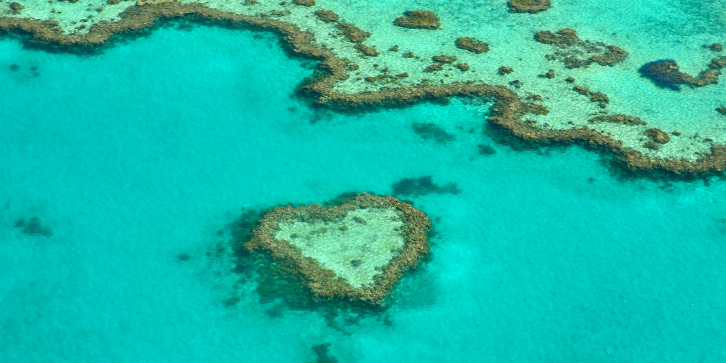 Coral reefs in the ocean. 