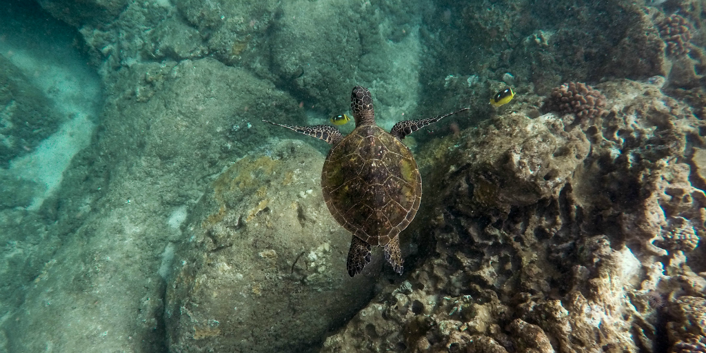 Climate change has resulted in coral bleaching. 