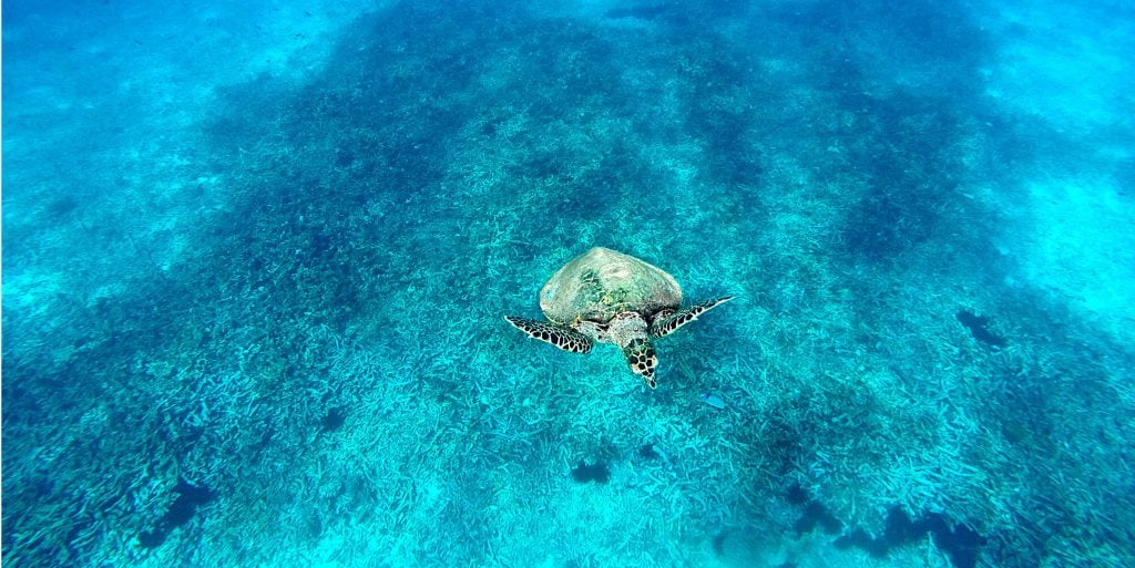 Ten of the best organisations to follow that help endangered animals