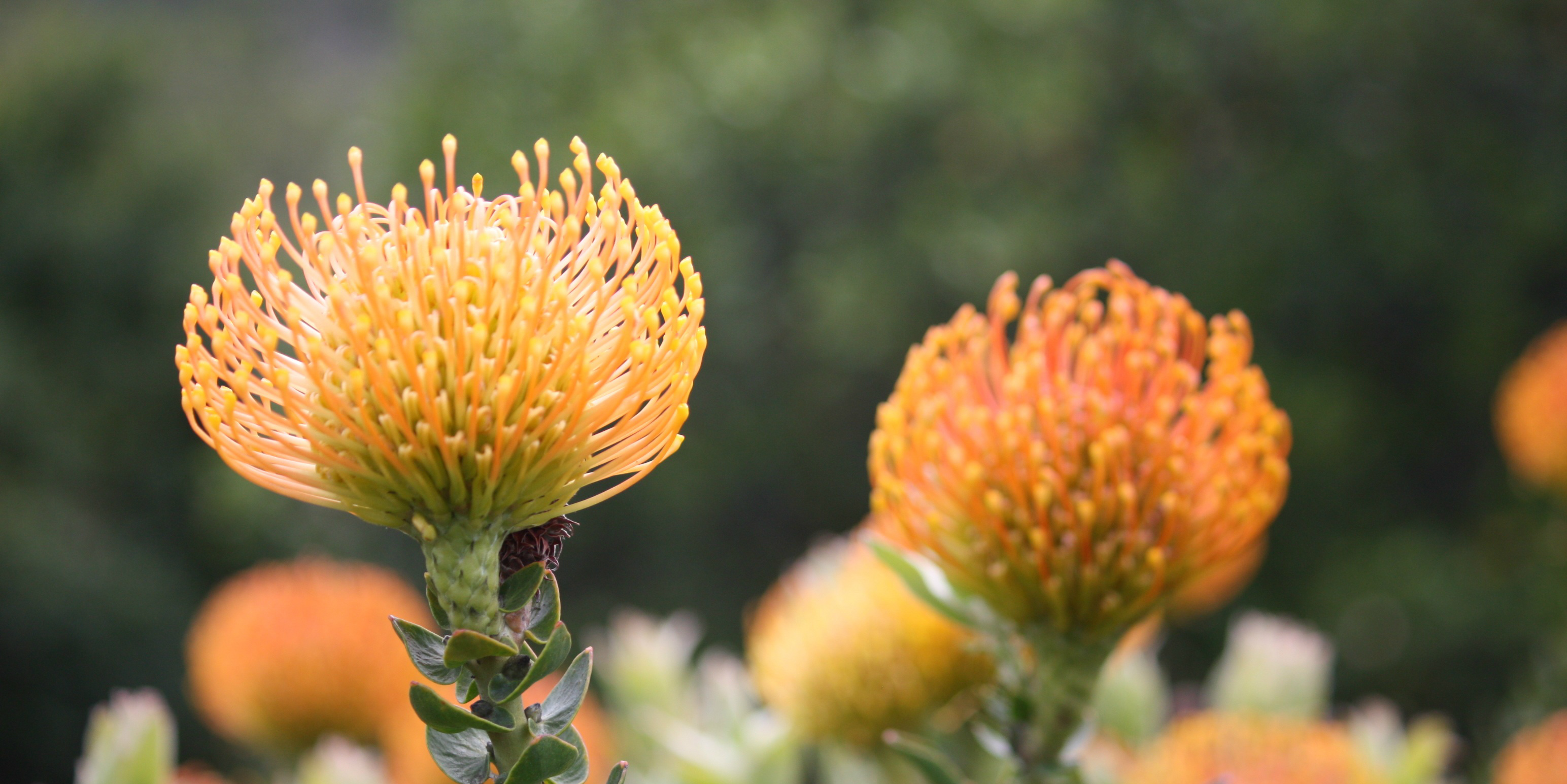 Cape town botanical gardens cape town