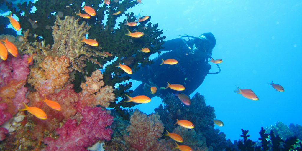 A GVI participant explores the coral reef. 