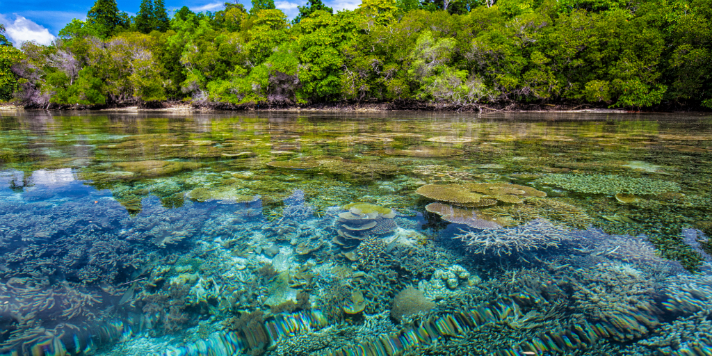 A coral reef is visible under the surface of the ocean. 