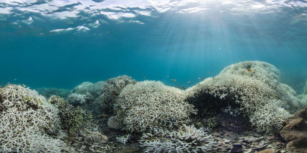 How do coral reefs recover from bleaching