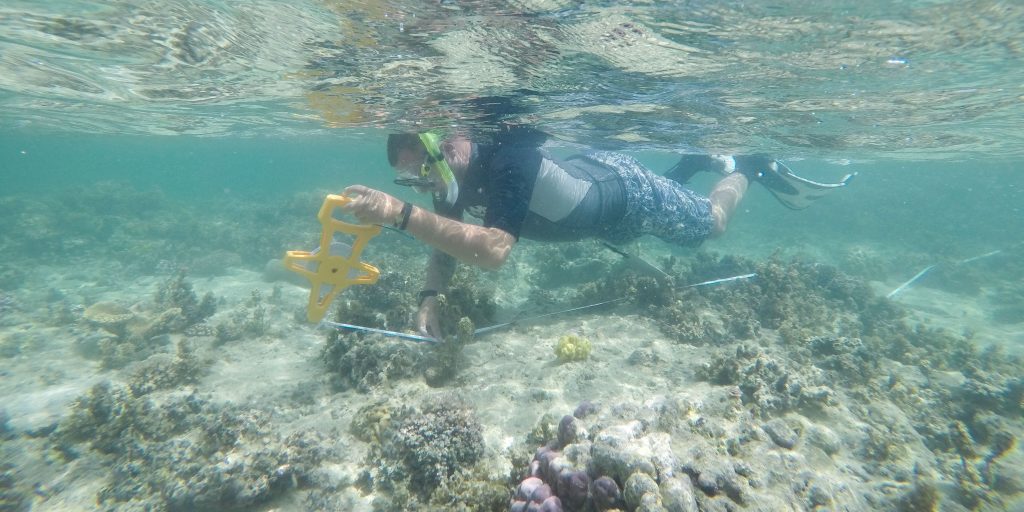 A diver explores the coral reef. 